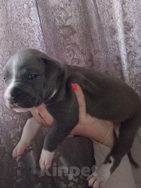 Собаки в Серпухове: Амстаффики!) Девочка, 35 000 руб. - фото 1