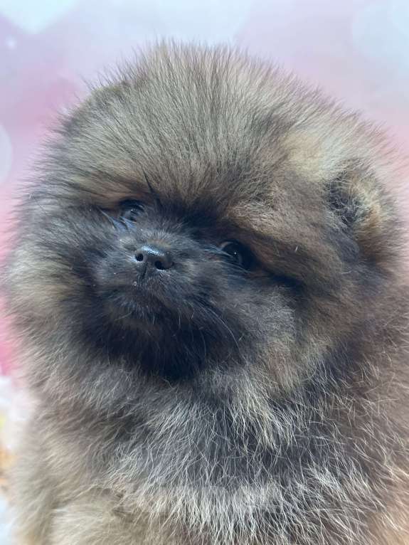 Собаки в Санкт-Петербурге: Мини шпиц Мальчик, 30 000 руб. - фото 3