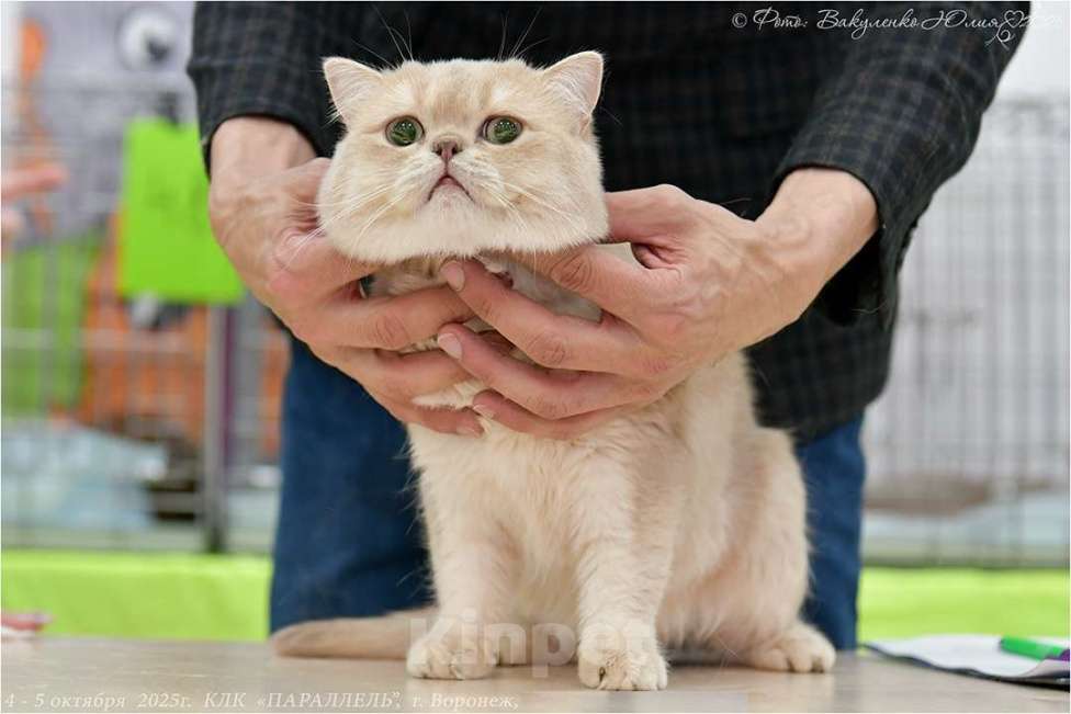 Кошки в Воронеже: Лиловая золотая шиншилла мальчик  Мальчик, 60 000 руб. - фото 2