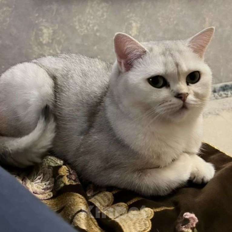 Кошки в Москве: Кошечка в беде Девочка, Бесплатно - фото 2