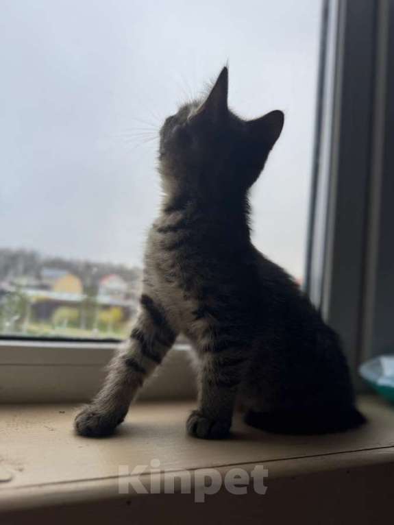 Кошки в Москве: Игривый, любознательный и очень милый малыш Барсик ищет дом. Мальчик, Бесплатно - фото 5