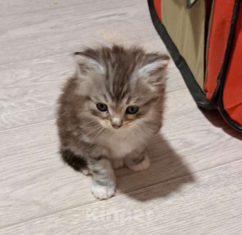 Кошки в Калининграде: Серебряное сибирское чудо  Мальчик, 45 000 руб. - фото 2