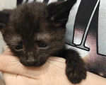 Кошки в Мытищах: Котики в добрые руки Мальчик, Бесплатно - фото 4