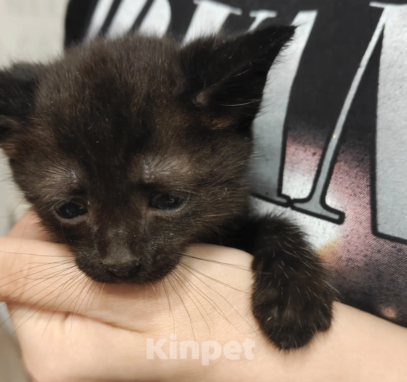 Кошки в Мытищах: Котики в добрые руки Мальчик, Бесплатно - фото 4