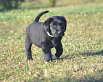 Собаки в Ижевске: Щенки лабрадора ретривера! Мальчик, 60 000 руб. - фото 2