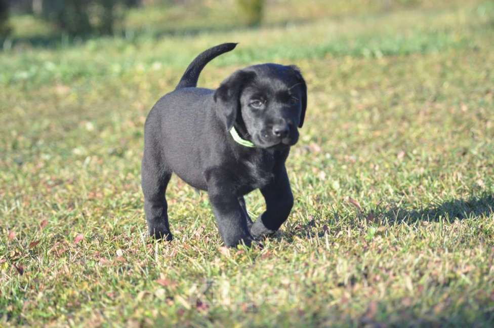 Собаки в Ижевске: Щенки лабрадора ретривера! Мальчик, 60 000 руб. - фото 2