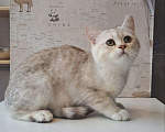 Кошки в Санкт-Петербурге: Британская короткошёрстная серебристая шиншилла Девочка, 10 000 руб. - фото 1