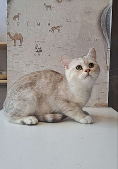 Британская короткошёрстная серебристая шиншилла
