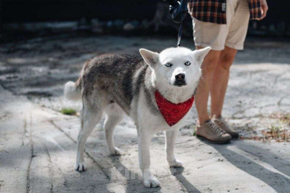 Собаки в Санкт-Петербурге: Лейла ищет дом Девочка, Бесплатно - фото 1