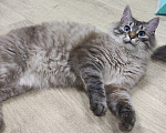 Кошки в Москве: Феофан ищет дом Мальчик, Бесплатно - фото 5