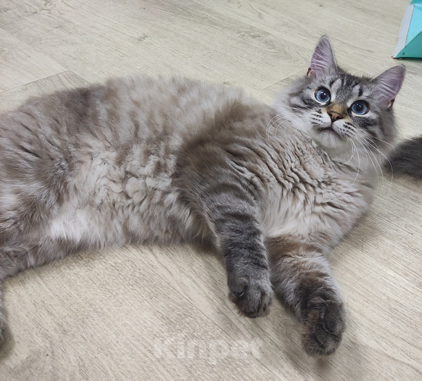 Кошки в Москве: Феофан ищет дом Мальчик, Бесплатно - фото 5