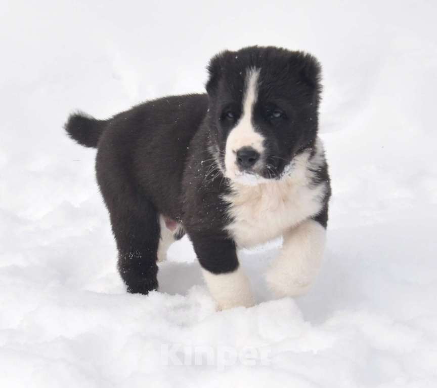 Собаки в Новосибирске: Щенки алабая (среднеазиатской овчарки) Мальчик, Бесплатно - фото 1