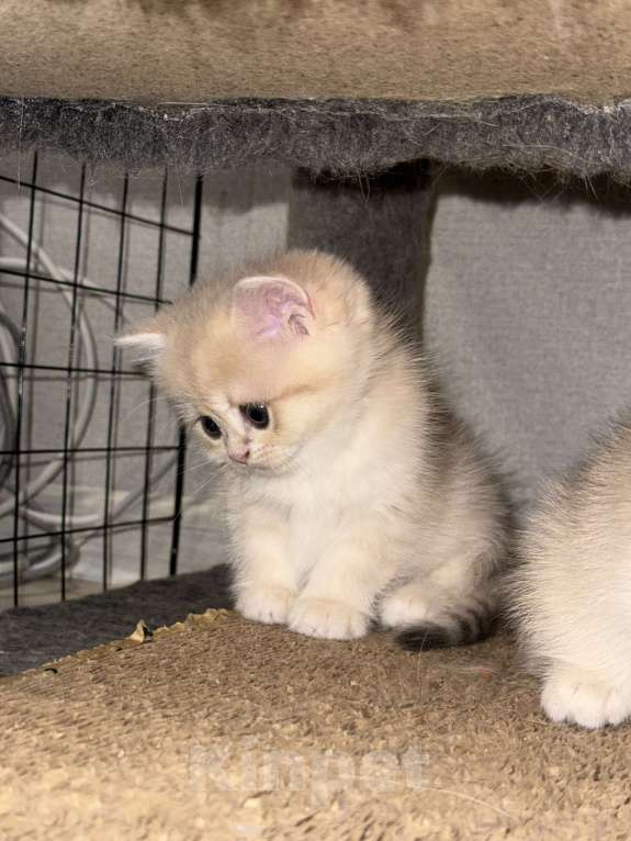 Кошки в Люберцах: Британская шиншилла  Девочка, 40 000 руб. - фото 4