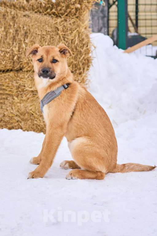 Собаки в Москве: Адель ждет семью в приюте Девочка, Бесплатно - фото 2