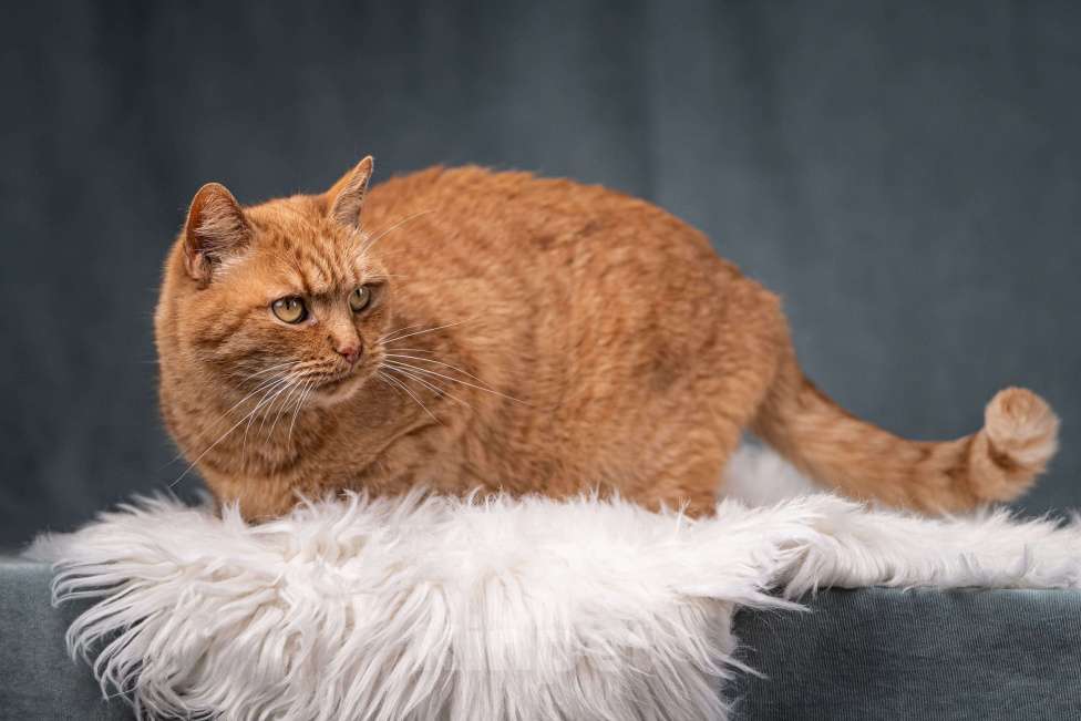 Кошки в Клине: Рыжик — матёрый кот в самом расцвете сил Мальчик, Бесплатно - фото 9