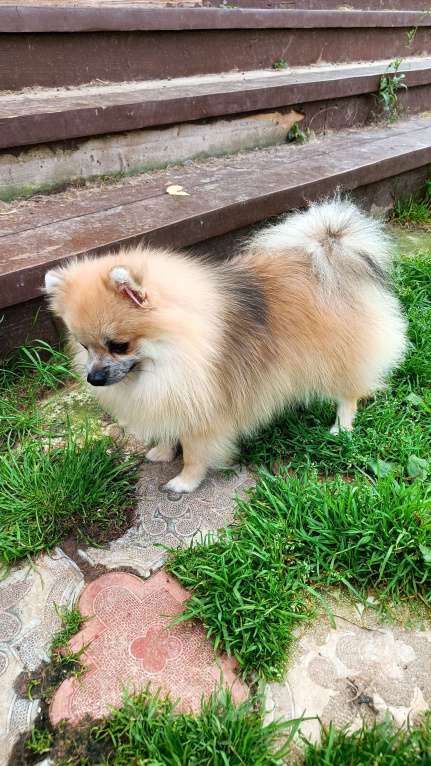 Собаки в Москве: Реально мини малышка Девочка, 30 000 руб. - фото 3