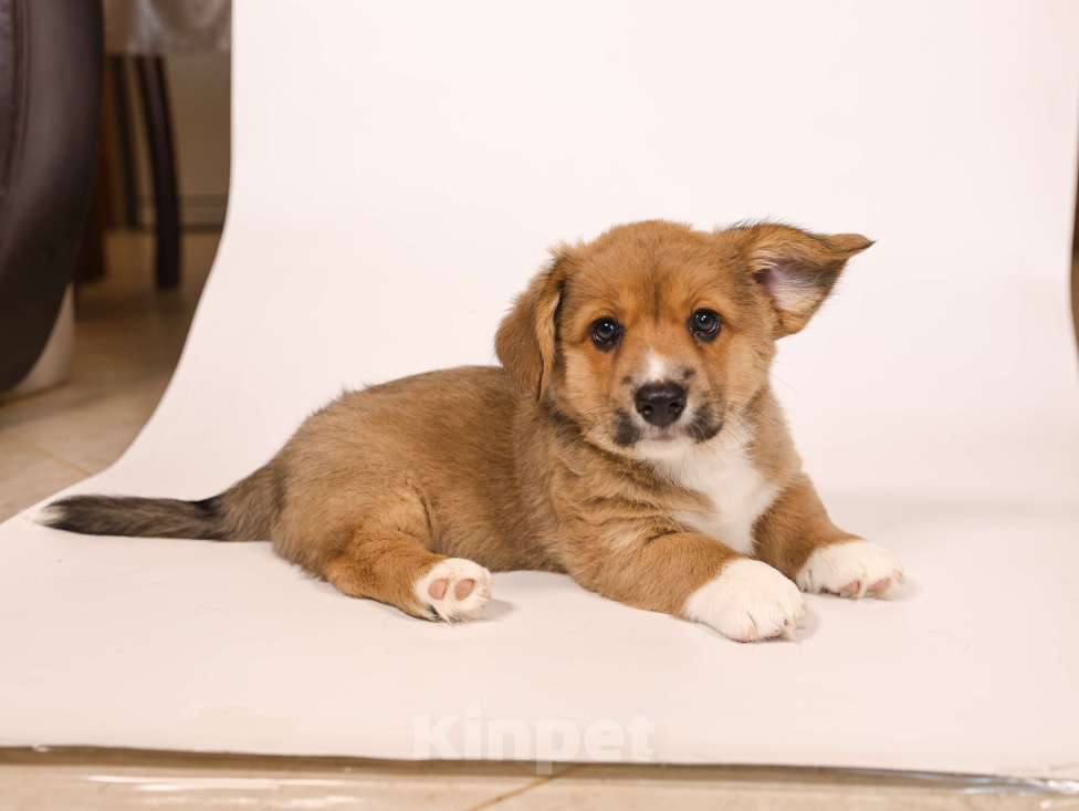 Собаки в Рязани: Рыжое счастье Мальчик, 40 000 руб. - фото 2