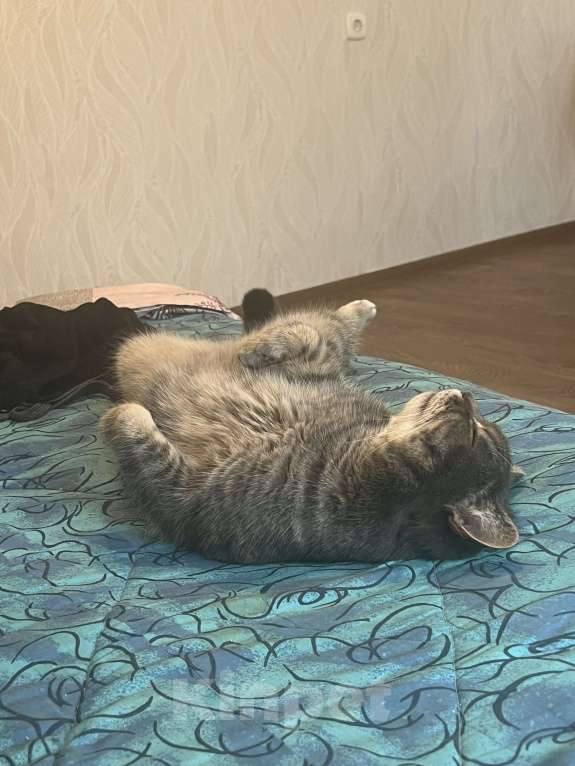 Кошки в Тюмени: Ищу новых хозяев для своего друга Мальчик, Бесплатно - фото 2