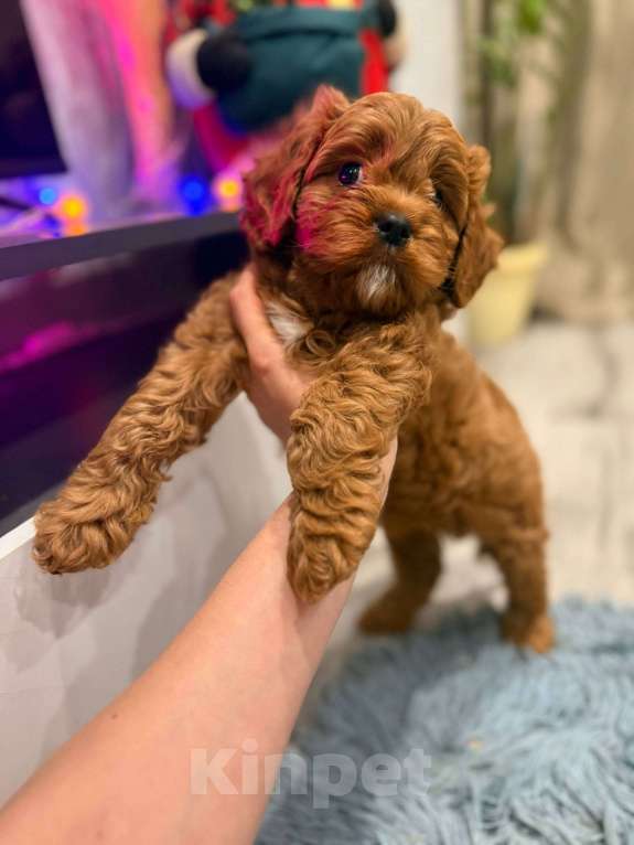 Собаки в Москве: Кавапу f1 мальчик Мальчик, 85 000 руб. - фото 4