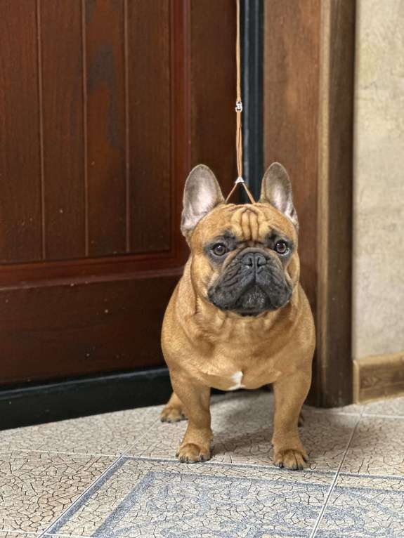 Собаки в Краснодаре: Вязка Арчи Мальчик, Бесплатно - фото 3