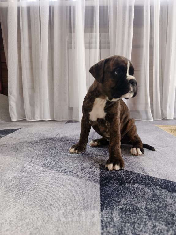 Собаки в Ижевске: Продажа щенков Девочка, Бесплатно - фото 2