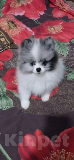 Собаки в других городах Ставропольского края: померанский шпиц Мальчик, 25 руб. - фото 1