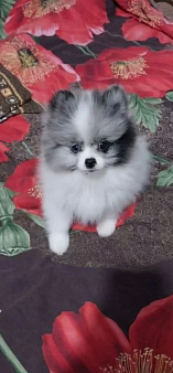 померанский шпиц