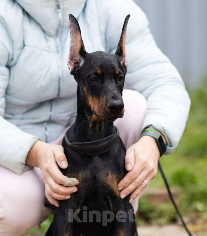 Собаки в Клине: Сука 3 мес Девочка, 120 000 руб. - фото 1