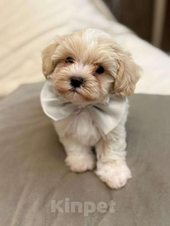 Собаки в Москве: Каспер Мальчик, 90 000 руб. - фото 1