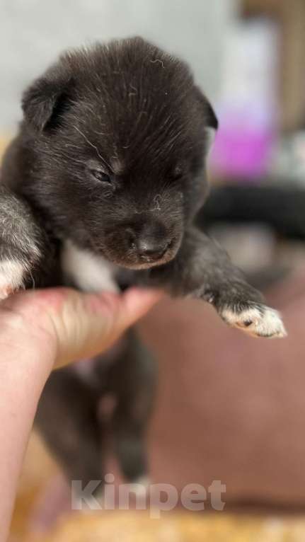 Собаки в Барнауле: Малыши сибирской хаски Мальчик, Бесплатно - фото 3