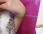 Кошки в Воронеже: Отдаю котёнка бесплатно срочно нужно найти дома Девочка, 10 руб. - фото 2
