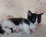 Кошки в Кургане: Манчкин короткие лапки  Девочка, 90 000 руб. - фото 2