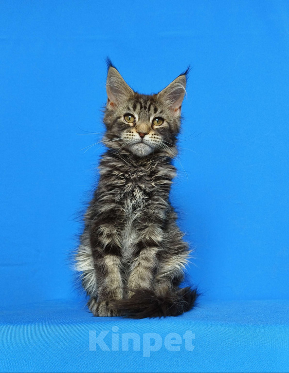 Кошки в Москве: Котёнок Мейн-Кун из питомника Девочка Девочка, 50 000 руб. - фото 7