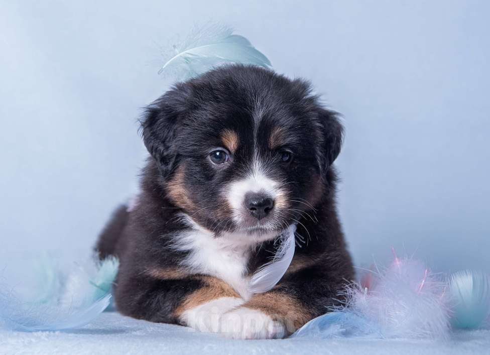 Собаки в Москве: Щенок Миниатюрной американской овчарки Девочка, Бесплатно - фото 1