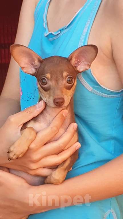 Собаки в Оренбурге: Щенок породы Русский той- Багги Лилак энд Тан, Мальчик, 50 000 руб. - фото 5