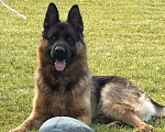 Собаки в Казани: Щенки немецкой овчарки  Мальчик, Бесплатно - фото 10