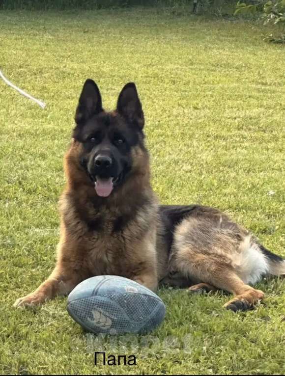 Собаки в Казани: Щенки немецкой овчарки  Мальчик, Бесплатно - фото 10