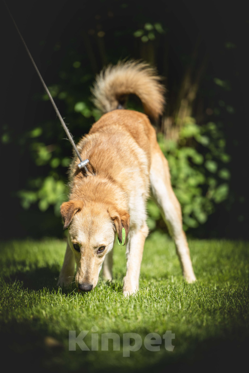 Собаки в других городах Московской области: Рыжая собака Апельсинка ищет дом! Девочка, Бесплатно - фото 6