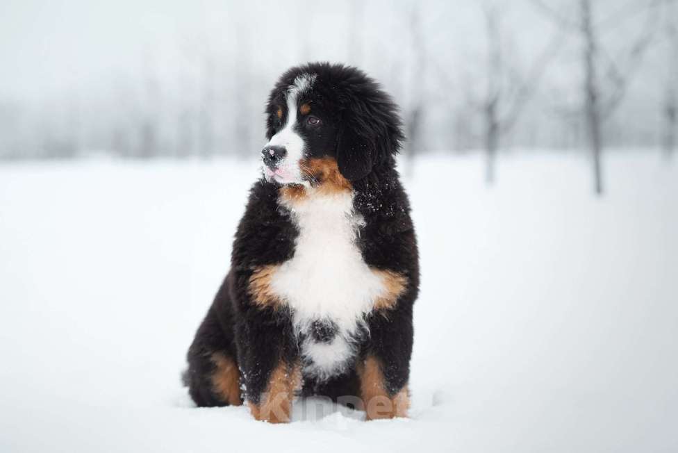 Собаки в Москве: Щенки бернского зенненхунда из питомника Девочка, Бесплатно - фото 2