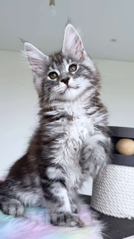 Кошки в Москве: Мейн кун Девочка, Бесплатно - фото 3