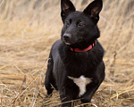 Собаки в Москве: Арабика ждёт своих родителей Девочка, Бесплатно - фото 5