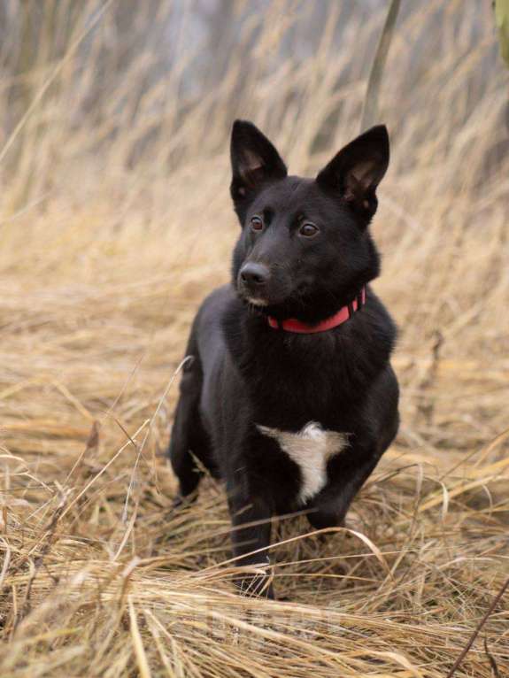 Собаки в Москве: Арабика ждёт своих родителей Девочка, Бесплатно - фото 5