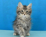 Кошки в Москве: Сибирский котик Паркер Мальчик, Бесплатно - фото 5