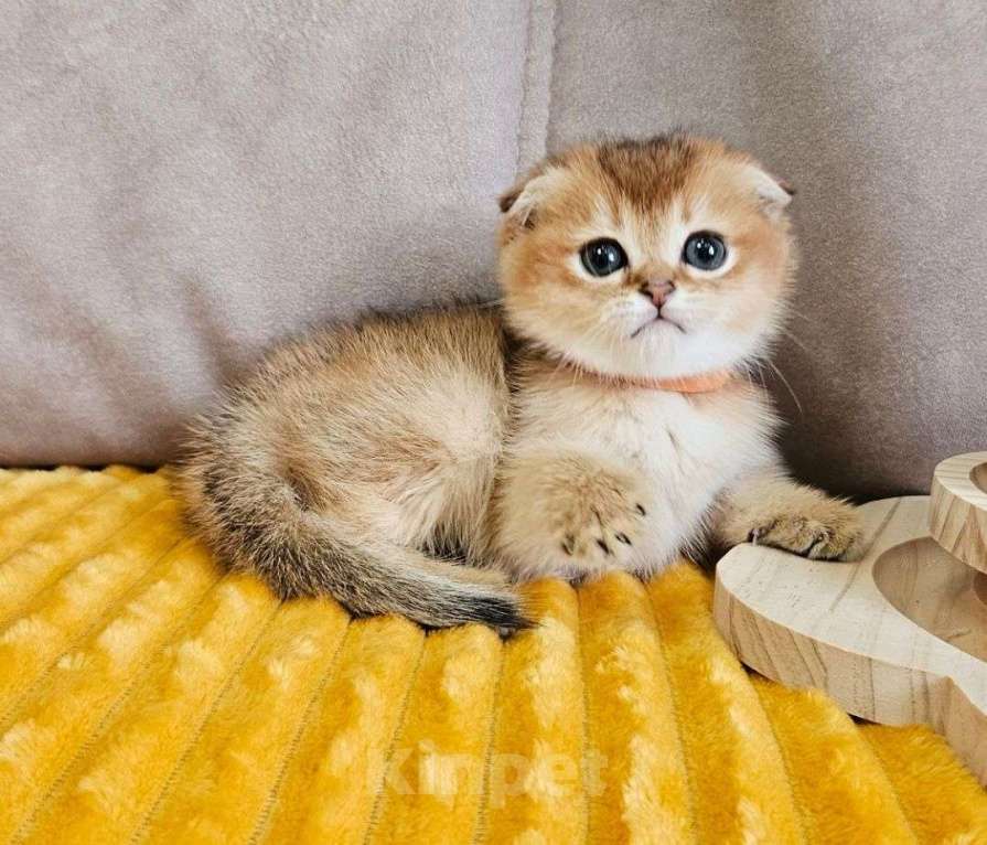 Кошки в Владимире: Шотландские котята девочка Девочка, Бесплатно - фото 2