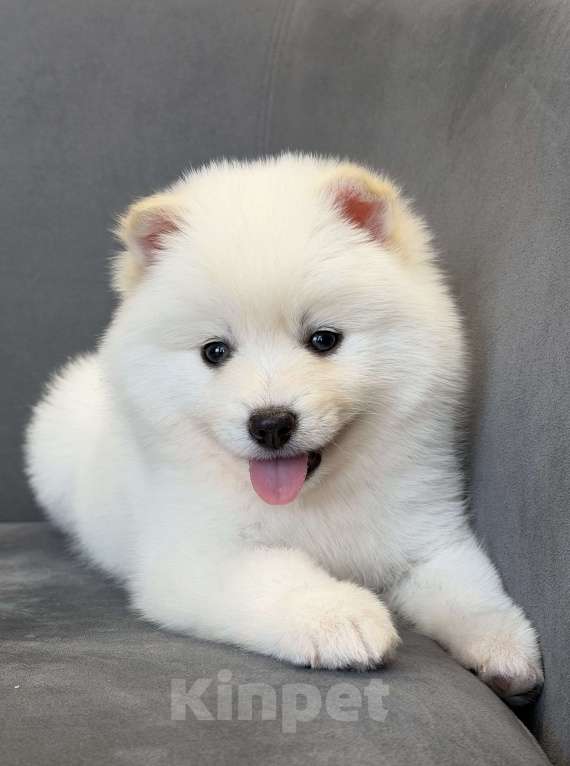 Собаки в Санкт-Петербурге: Мальчик помски Мальчик, 40 000 руб. - фото 1