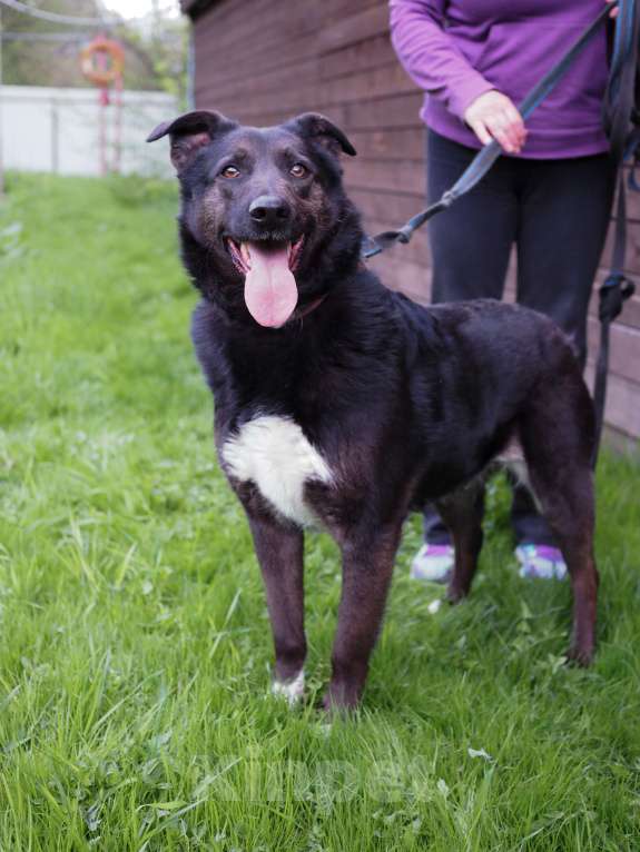 Собаки в Москве: Чудесная Джульетта в потсках дома Девочка, Бесплатно - фото 5