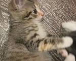 Кошки в Раменском: Котята Девочка, Бесплатно - фото 2