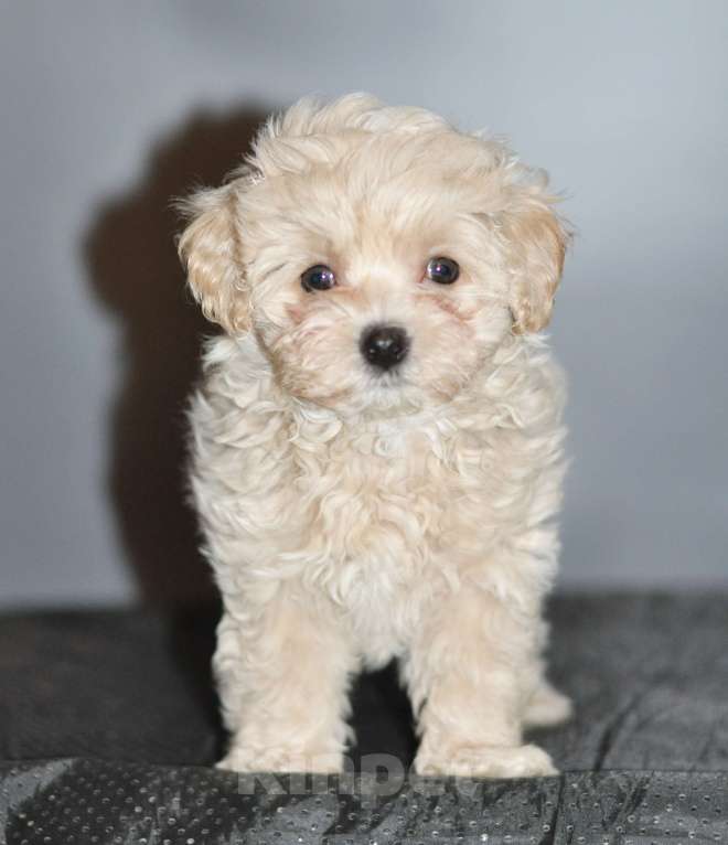 Собаки в других городах Свердловской области: мальтипу F1 мини, кремовый мальчик   Мальчик, 80 000 руб. - фото 1