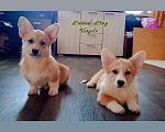 Собаки в Волгограде: Щенки вельш корги пемброк  Девочка, 50 000 руб. - фото 3