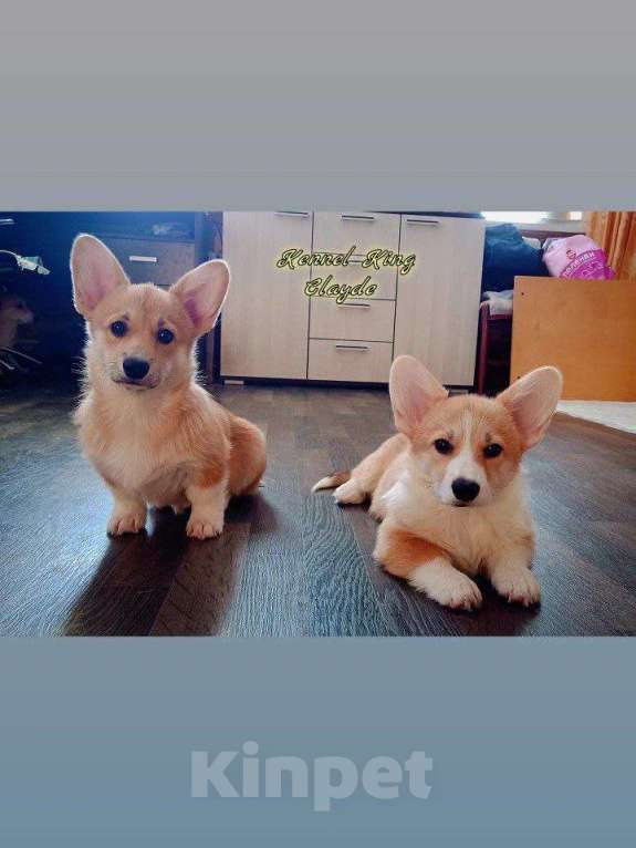 Собаки в Волгограде: Щенки вельш корги пемброк  Девочка, 50 000 руб. - фото 3